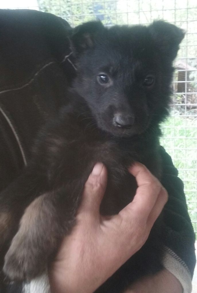 chiot Berger Allemand Vom Drachensherzen